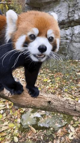 red panda gif|funny red panda gifs.